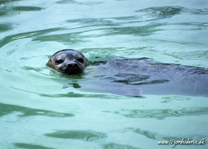 Zoo KBH 1998 0018.JPG